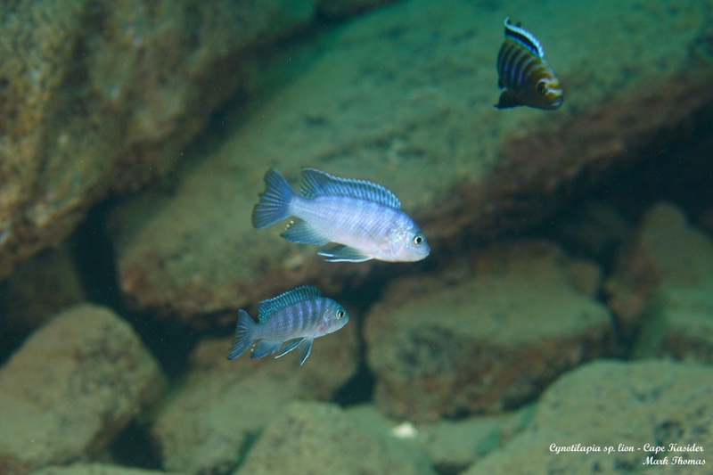 Cynotilapia sp. 'lion' Cape Kaiser